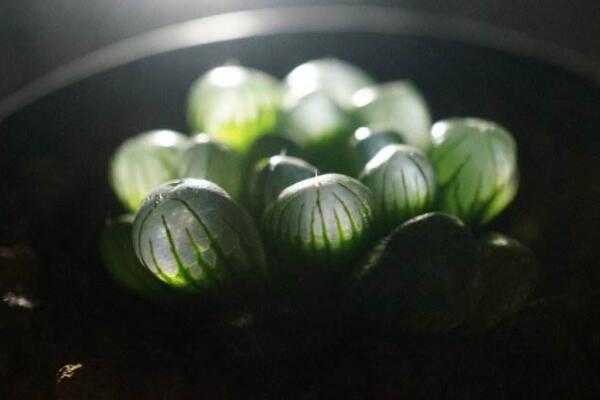 冰燈玉露爛根怎麼辦，及時修剪並更換盆土