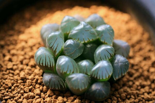 冰燈玉露爛根怎麼辦，及時修剪並更換盆土