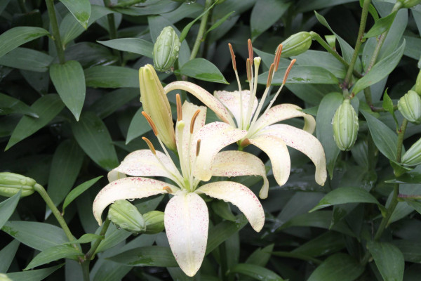 百合花葉子發黃怎麼辦,調節水分/光照並殺蟲除菌