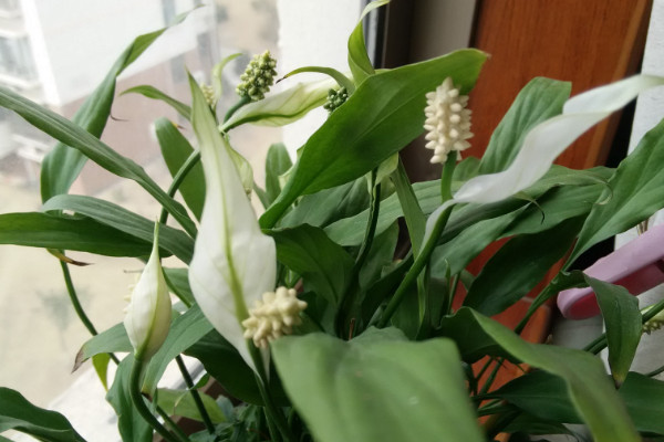 白掌葉子下垂怎麼辦,減少光照和過濕積水