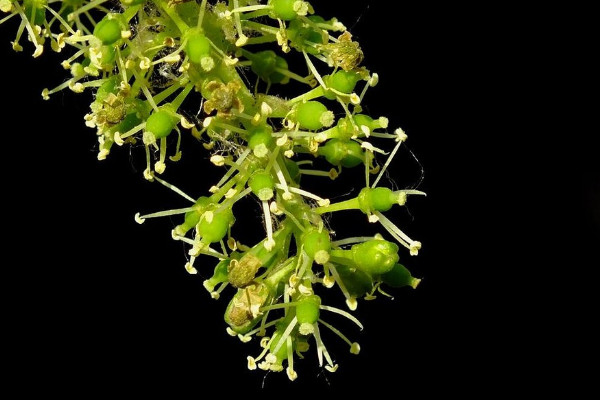 世界上最高貴神秘的花，優曇婆羅花象征佛陀出世