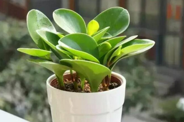 豆瓣綠的養殖方法和注意事項,莫忘生長期修剪摘心