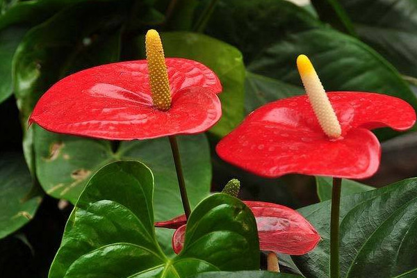 紅掌花怎麼養,半月施肥一次保證充足光照