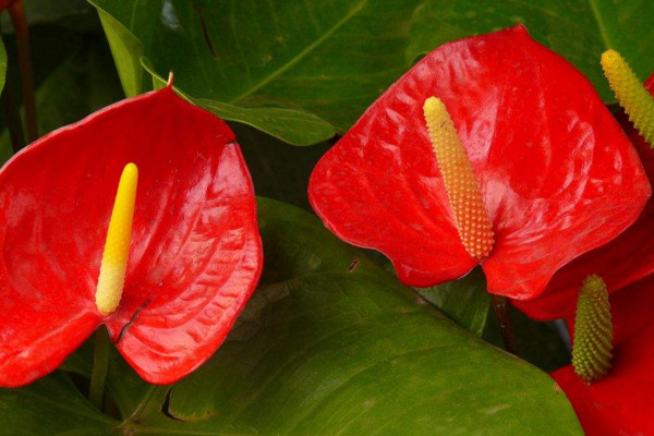 紅掌花怎麼養,半月施肥一次保證充足光照