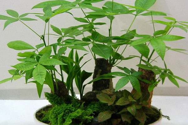 發財樹剪枝怎麼剪,4~5月進行修剪及時打頂摘心
