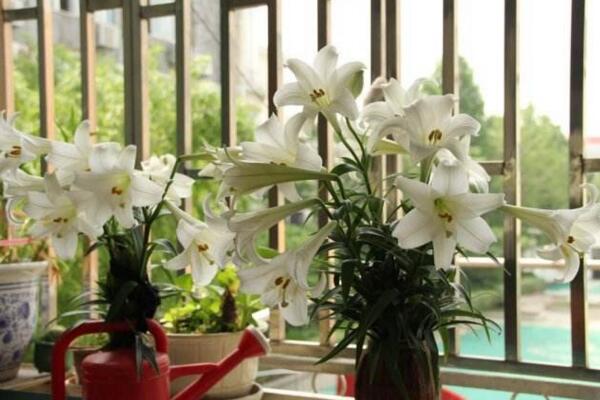 百合開花後怎麼處理,及時修剪並適當追肥