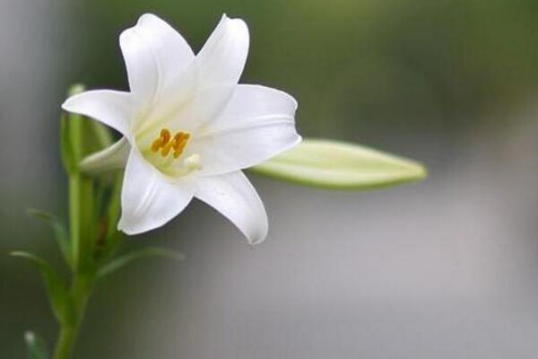 百合開花後怎麼處理,及時修剪並適當追肥