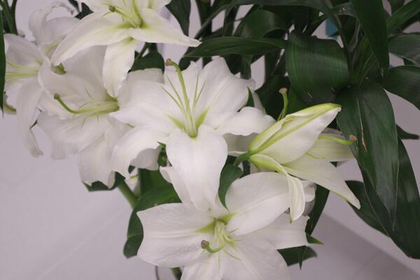 百合開花後怎麼處理,及時修剪並適當追肥