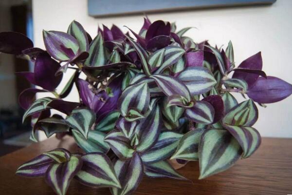 吊竹梅水培的方法,4步即可完成水培