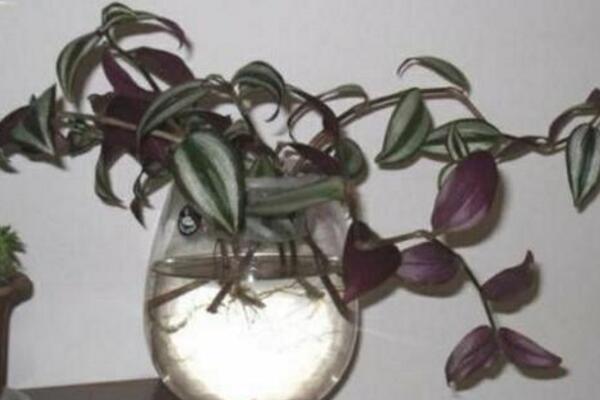 吊竹梅水培的方法,4步即可完成水培