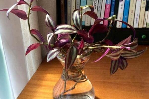 吊竹梅水培的方法,4步即可完成水培