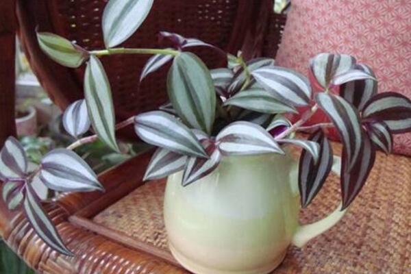 吊竹梅水培的方法,4步即可完成水培