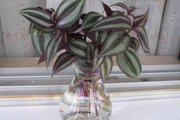 吊竹梅水培的方法,4步即可完成水培