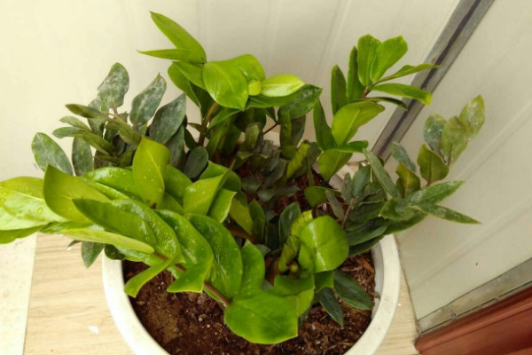 金錢樹怎麼養才茂盛,光溫水肥四大方麵都要顧及