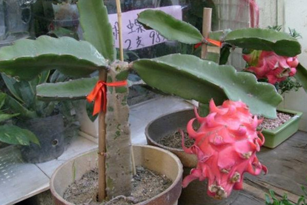 火龍果盆栽種植方法,選擇合適盆土做好後續養護