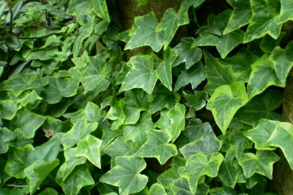 臥室可以放什麼植物,文竹能檢測空氣是否幹淨