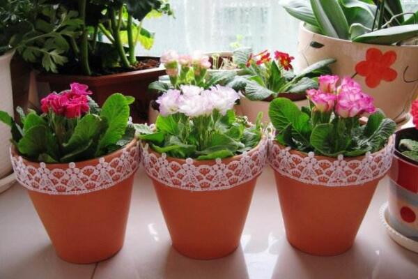 報春花怎麼繁殖,主要通過扡插以及播種進行繁殖