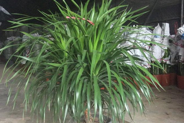 龍血樹葉子下垂怎麼辦,可補充光照或控製澆水