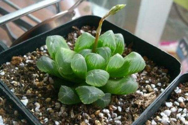 冰燈玉露怎麼繁殖，播種繁殖以及分株繁殖方法詳解