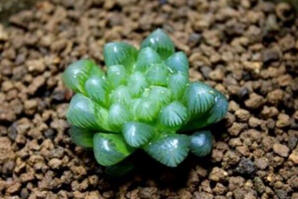 冰燈玉露怎麼繁殖，播種繁殖以及分株繁殖方法詳解