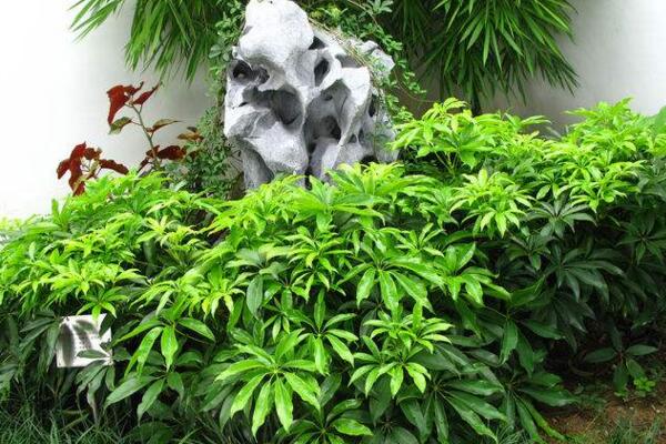 鵝掌藤怎麼養爆盆,保證充足的光照以及肥水