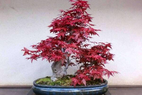 紅楓盆栽怎麼修剪,掌握修剪方法以及注意事項