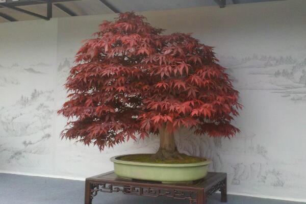 紅楓盆栽怎麼修剪,掌握修剪方法以及注意事項