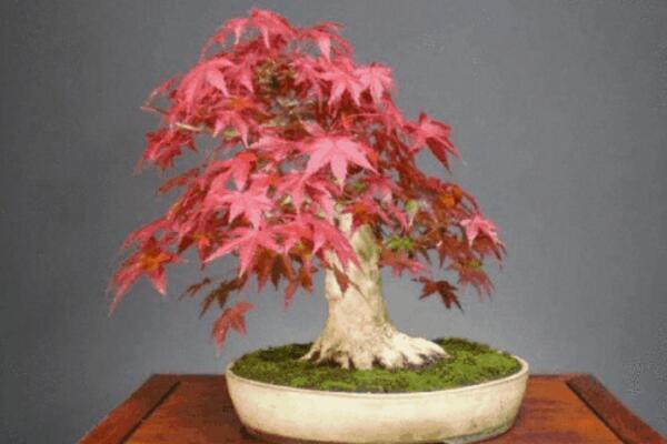 紅楓盆栽怎麼修剪,掌握修剪方法以及注意事項