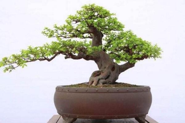 黃楊盆景葉子卷曲枯萎怎麼辦,控製光照並減少澆水