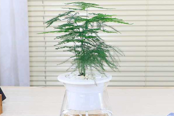 文竹泡水裏能長根嗎，能長根但需要營養液等輔助