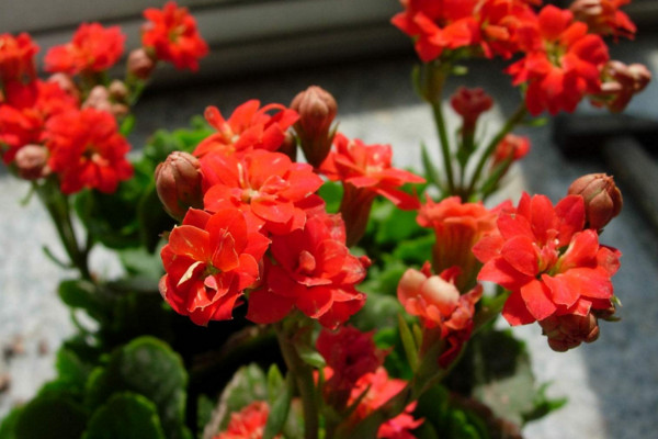 長壽花怎麼養才開花,及時補充光照做好修剪