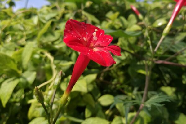 喇叭花什麼時候開,在每年的夏秋季節綻放