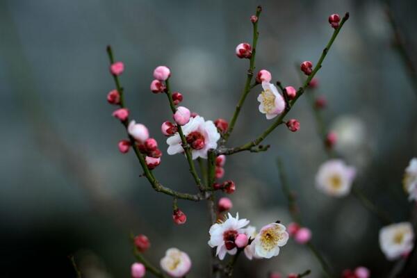 梅花為什麼掉葉子，梅花掉葉子原因以及解決方法