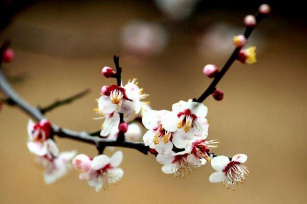梅花為什麼掉葉子，梅花掉葉子原因以及解決方法