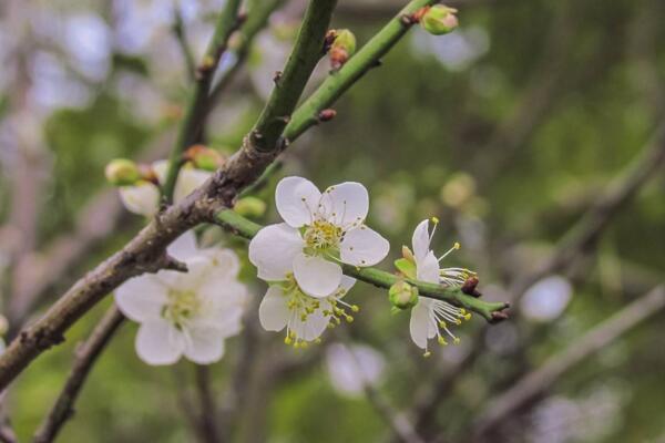梅花為什麼掉葉子，梅花掉葉子原因以及解決方法