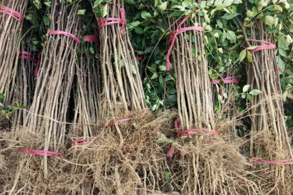 花椒樹苗什麼時候種植最好,南方春分前後北方8~9月