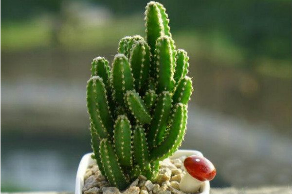 萬重山的養殖方法和注意事項,澆水寧幹勿濕保證光照充足