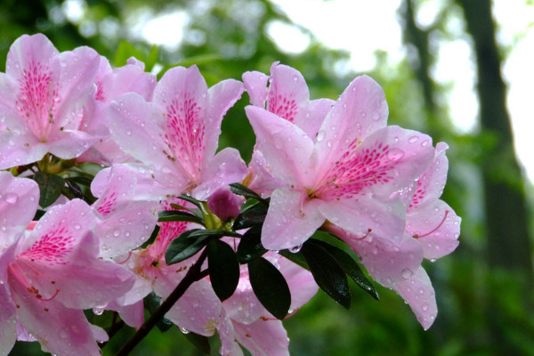 杜鵑花葉子發黑幹枯怎麼辦，適當停止澆水遮蔽強光