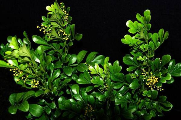 米蘭落葉怎麼辦,加強光照並控製澆水