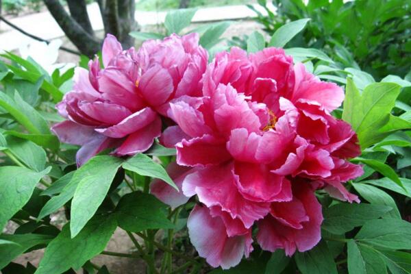 牡丹花期多長,在每年的4~5月綻放