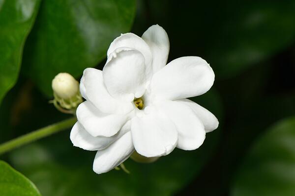 水晶茉莉葉子發黃怎麼辦,分析原因及時處理