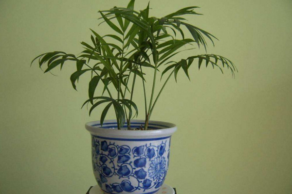 盆栽佛肚竹怎麼修剪,佛肚竹修剪要點以及注意事項
