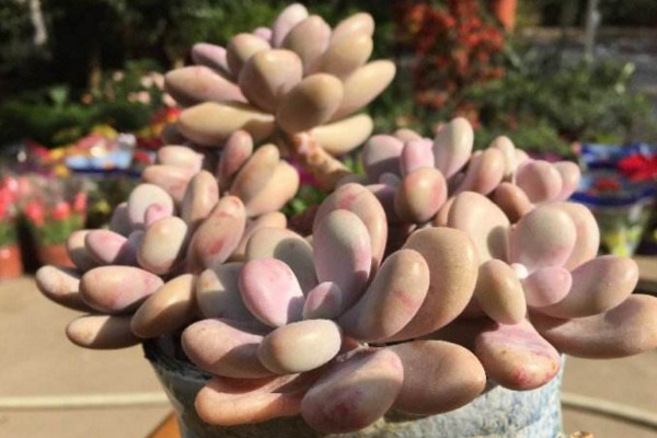 桃之卵掉葉子怎麼辦,控製澆水並增加光照
