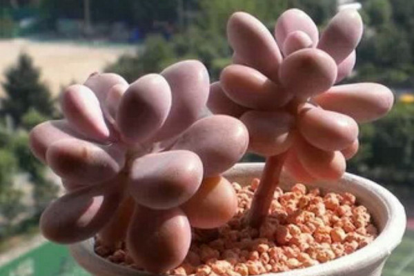 桃之卵掉葉子怎麼辦,控製澆水並增加光照