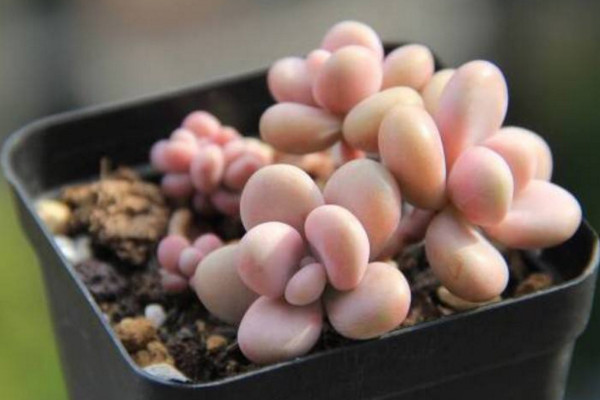 桃之卵掉葉子怎麼辦,控製澆水並增加光照