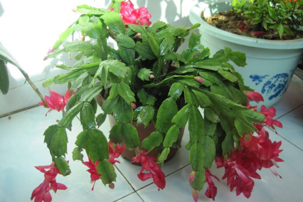 蟹爪蘭花期養護,加強光照並做好控溫措施