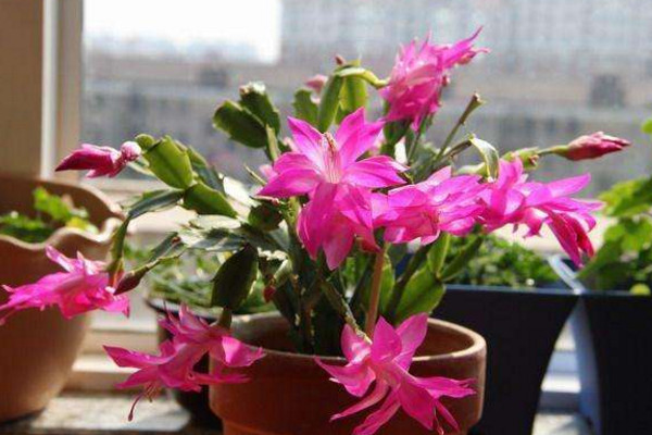 蟹爪蘭花期養護,加強光照並做好控溫措施