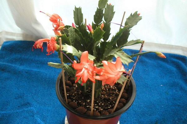 蟹爪蘭花期養護,加強光照並做好控溫措施