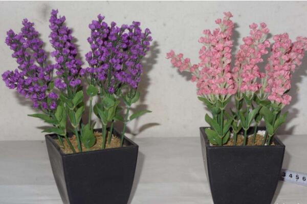 薰衣草的花期怎麼養護,適當澆水並保證光照充裕