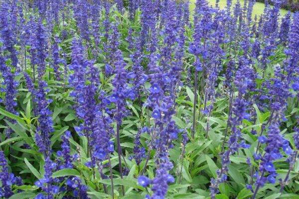 薰衣草的花期怎麼養護,適當澆水並保證光照充裕